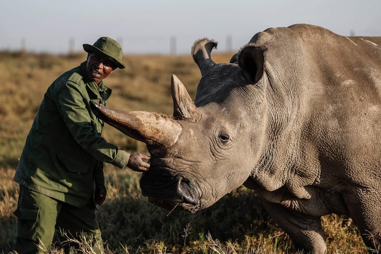 El guardabosques de Ol Pejeta y principal cuidador, Zacharia Mutai, acaricia a una de las dos últimas rinocerontes blancos del norte en el mundo, Najin, de 35 años, en la reserva de Ol Pejeta, en el condado de Laikipia.