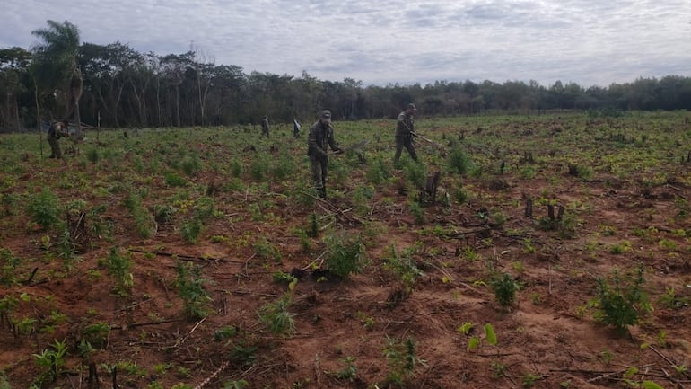 Plantación de marihuana