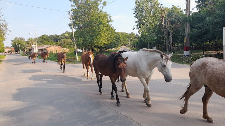 Manada de caballos recorriendo las calles céntricas de la comunidad.