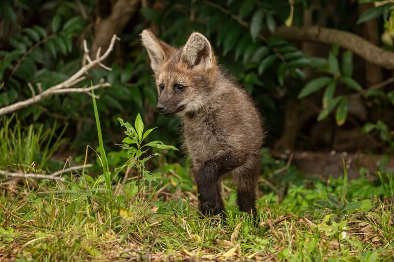 En el Refugio Faunístico Atinguy, de la Entidad Binacional Yacyretá, se celebra el nacimiento de tres nuevos ejemplares de Aguara Guasu (Chrysocyon brachyurus), una especie en peligro de extinción en nuestro país.