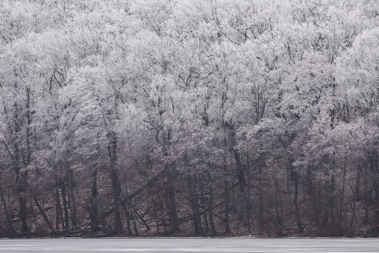 Una vista de árboles cubiertos de nieve en Potsdam, Alemania.