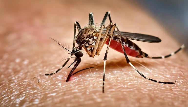 Mosquito Aedes Aegypti.