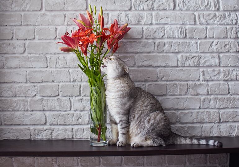 Aunque un ramo de flores puede parecer un regalo inofensivo, algunas plantas son venenosas para las mascotas, en especial para tu gato.