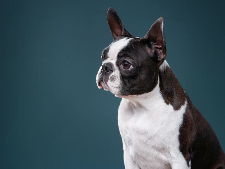 Perro de raza Boston Terrier.