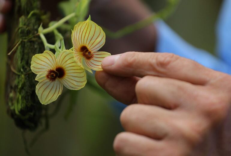 Una explosión de color en medio de los bosques del noroeste de Colombia pinta una colección de 25.000 orquídeas, la pasión de Daniel Piedrahita. 