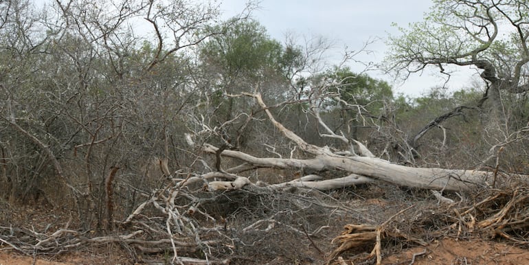 Una deforestación causada por un trabajo de prospección en el Chaco. Los desmontes son una constante.