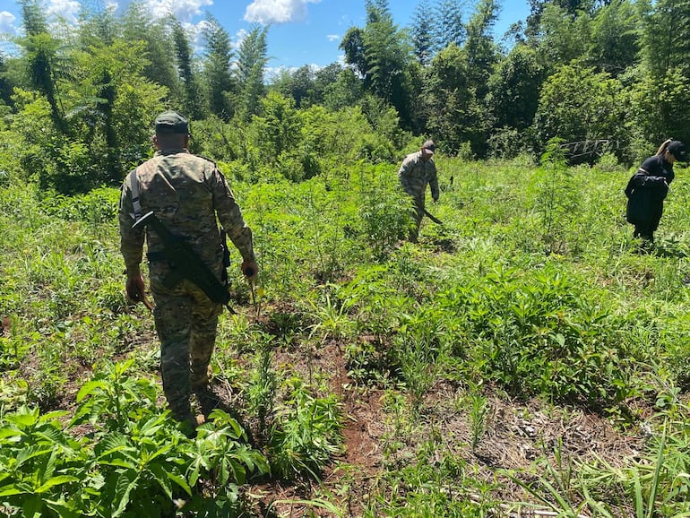 Los agentes de la Senad proceden a la eliminación de marihuana.