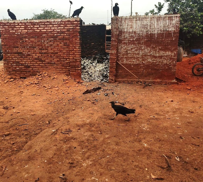 Se constató la existencia de un horno dentro del matadero de animales equinos utilizado para la incineración de huesos.