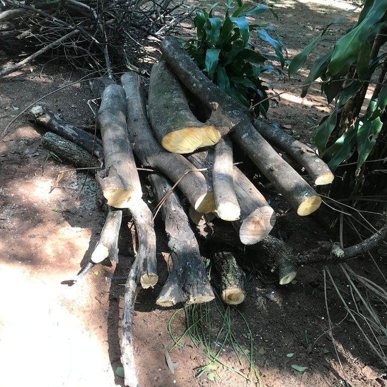 La supuesta tala de bosques en el terreno de Cajubi en el barrio Las Mercedes.