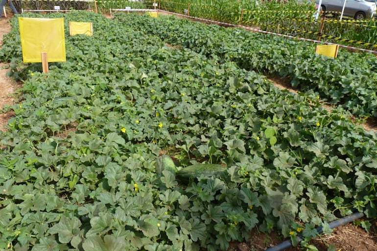 Los repelentes ecológicos de color amarillo, utilizados para eliminar plagas en los cultivos, han mostrado excelentes resultados.