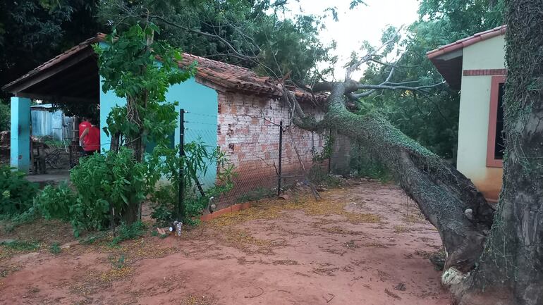 Un hombre se salvó tras la caída de un árbol sobre su vivienda en San Antonio.