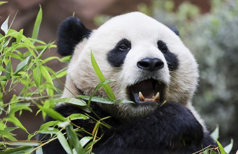 Two giant pandas arrive at the San Diego Zoo – Science