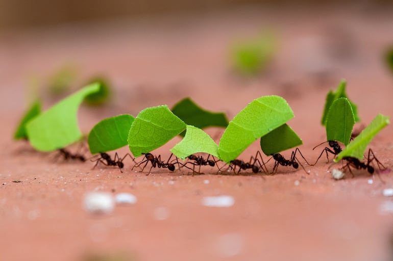 Fila de hormigas.