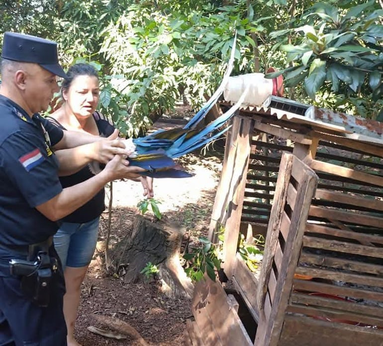 Guacamayo herido: investigan el hecho mientras gestionan recuperación del ave en peligro de extinción