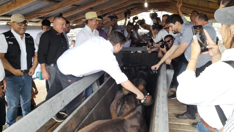 En la sede de la Asociación Rural del Paraguay (ARP) regional Ñeembucú, se realizó el lanzamiento de la campaña de vacunación contra la fiebre aftosa y la implementación del Sistema de Identificación Animal Paraguay (SIAP). En la foto, el presidente de SENACSA José Carlos Martin, aplica una dosis de la vacuna a un ganado.