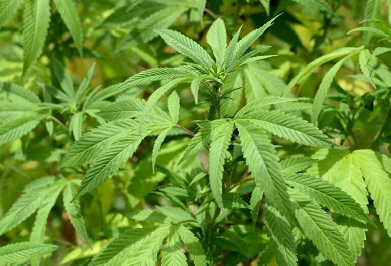 Con las nuevas reformas penales, la autoridad agraria deberá reglamentar la producción de cannabis para uso medicinal.