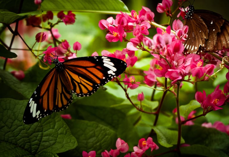 Las mariposas en EE.UU. están desapareciendo: te contamos el motivo.