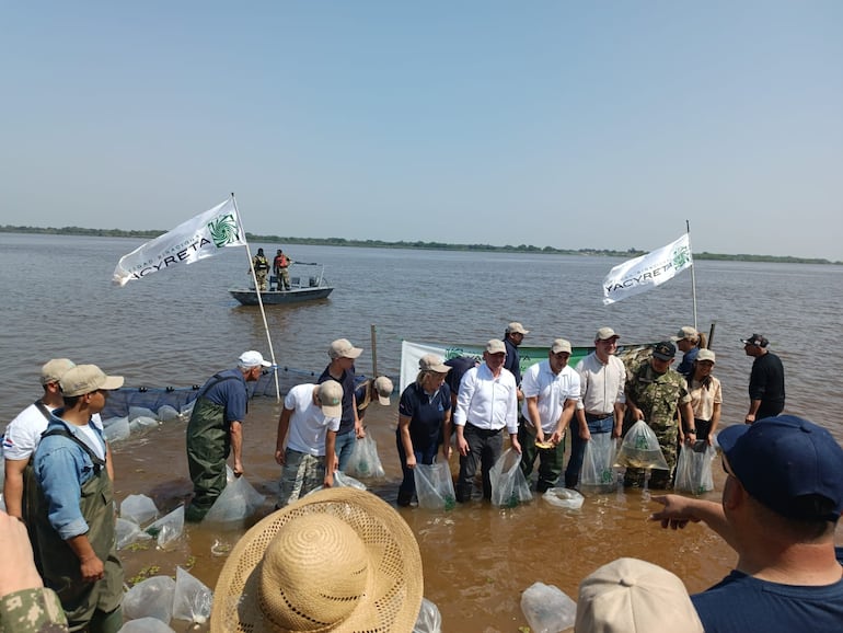 Técnicos del medio ambiente de la EBY y alumnos de la Facultad de Ciencias Agropecuarias sembraron 2.550 alevines de la especie de pacú juvenil en el río Paraguay.