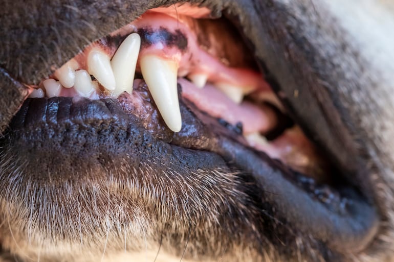 Un perro muestra la dentadura.