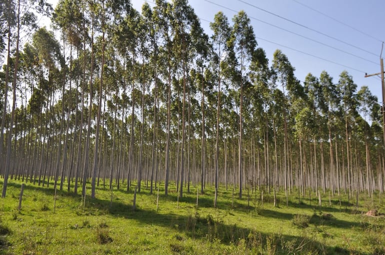 Plantaciones de eucalipto afectan el suelo en Caaguazú, Guairá y Caazapá, según un estudio científico.
