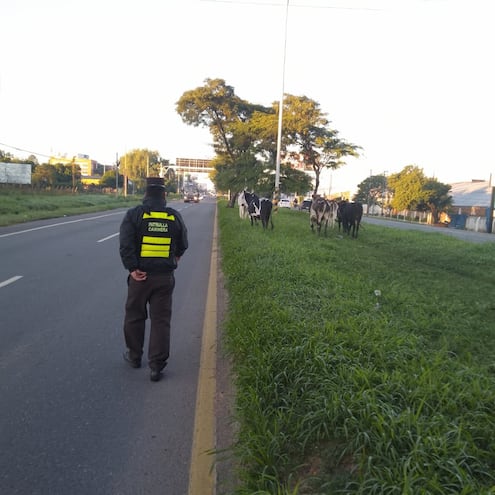 Agentes de la Patrulla caminera intervienen ante la presencia de animales sueltos esta mañana en inmediaciones del aeropuerto, en Luque.