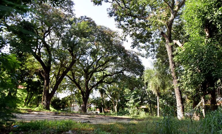 Árboles que serán derribados en Félix Bogado, tras autorización de la Municipalidad de Asunción.