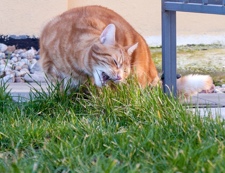 En caso de comprobar que el gato fue envenenado o consumió veneno para ratas porque encontraste rastros de ello, debes actuar de forma tranquila pero tratar lo antes posible de brindarle los primeros auxilios. 