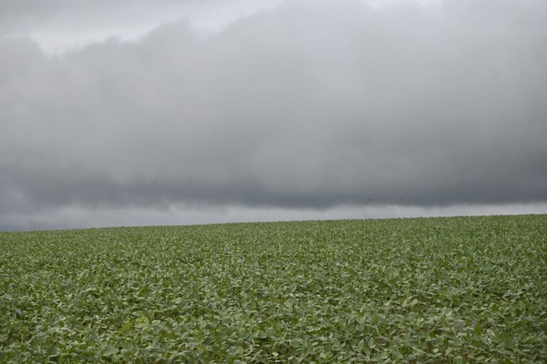 Alto Paraná es uno de los principales departamento en cultivo de soja.