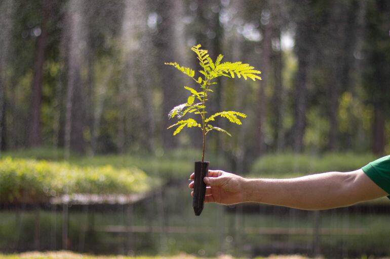 El vivero de Infona dispone de varios plantines para la venta.
