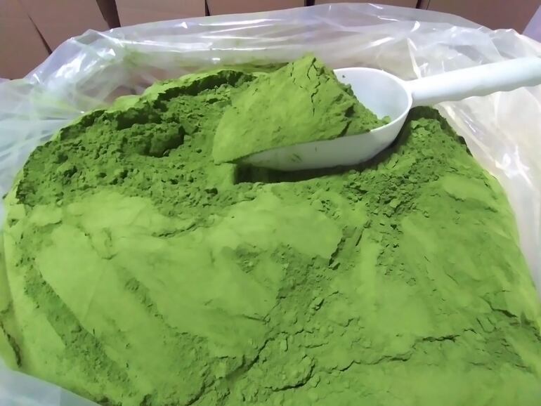 El mejor modo de aprovechar al máximo la moringa es mezclar diariamente una cucharadita de polvo de moringa con un vaso de jugo de naranja o cualquier otra bebida.