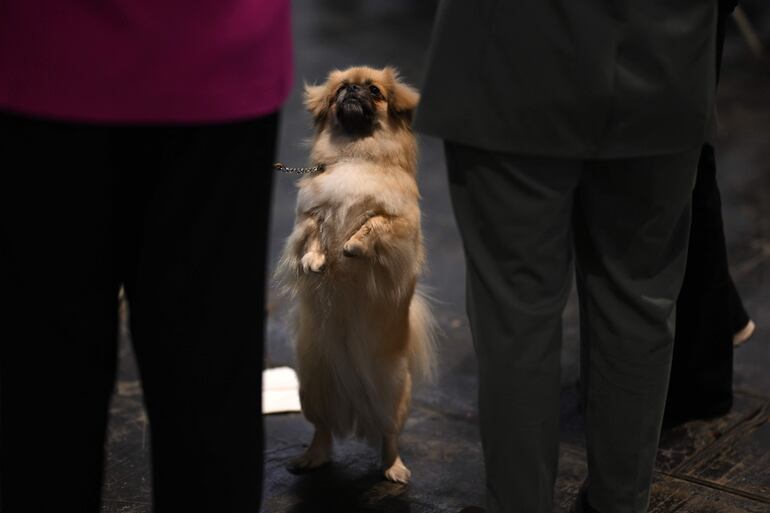 Un Spaniel tibetano. 