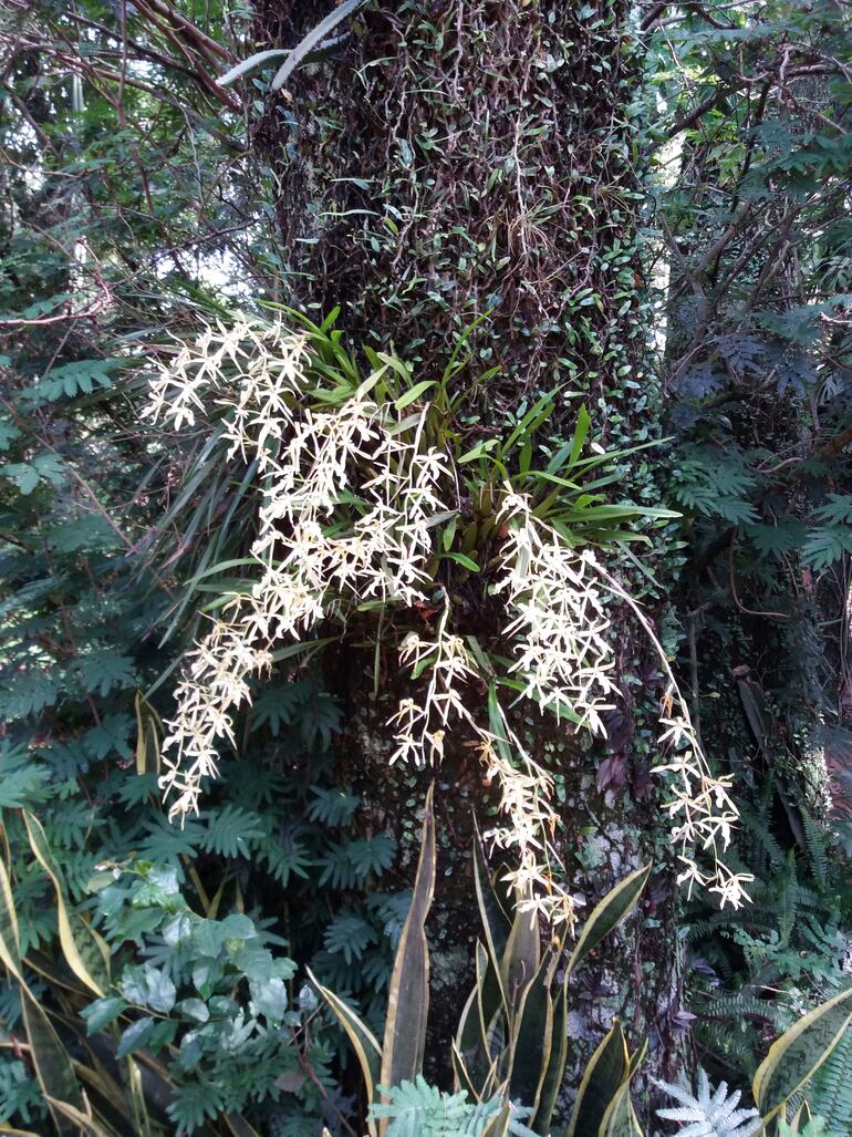 Parte del jardín tropical de Brauner.