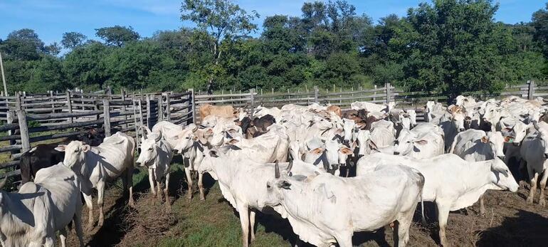 El buen clima reinante en la zona ayuda a agilizar la vacunación contra la aftosa en el Alto Paraguay.