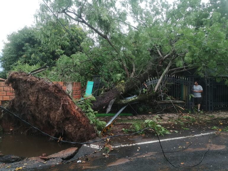 Un añejo árbol cayó en el barrio San Isidro de San Lorenzo, en la tarde de este domingo, causando importantes daños materiales.