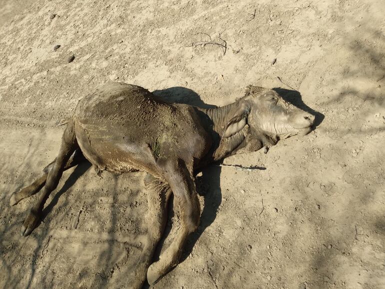 Muchos ganaderos comentaron que se les mueren sus animales porque quedan atrapados en el lodo cerca de algún pozo con remanente de agua estancada. Imagen gentileza