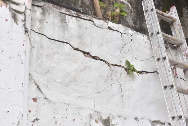 Grandes y largas grietas van formándose en una muralla afectada por un frondoso árbol de Yvapovo en la escuela República Argentina.