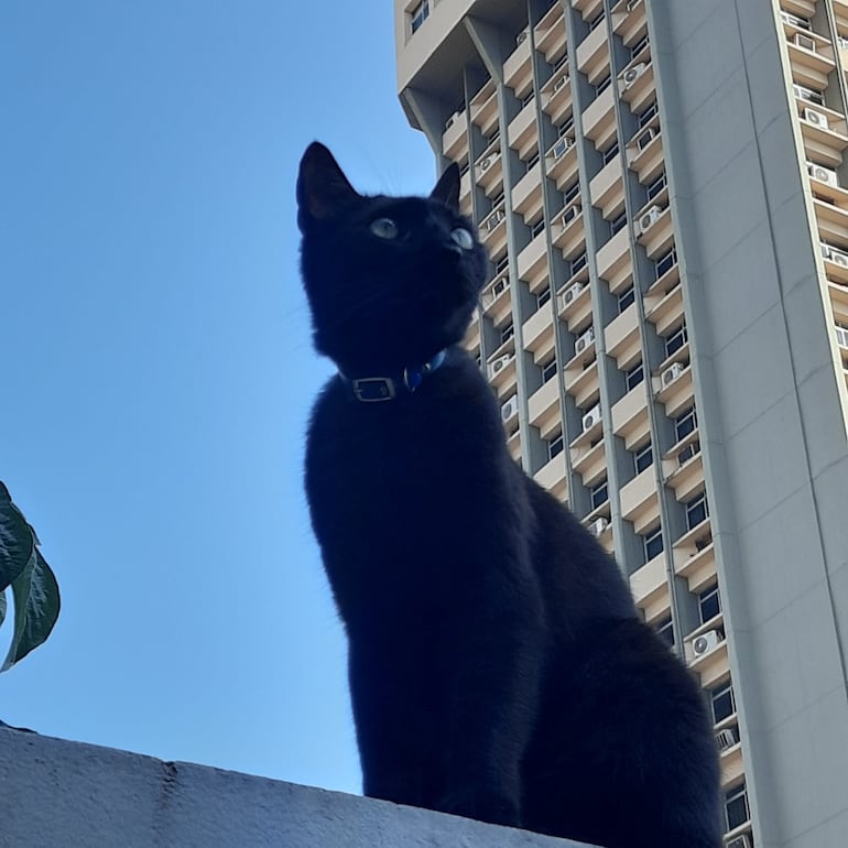 A los gatos le gustan mirar todo desde lo alto. Una de las razones por las cuales casi siempre están en el tejado.