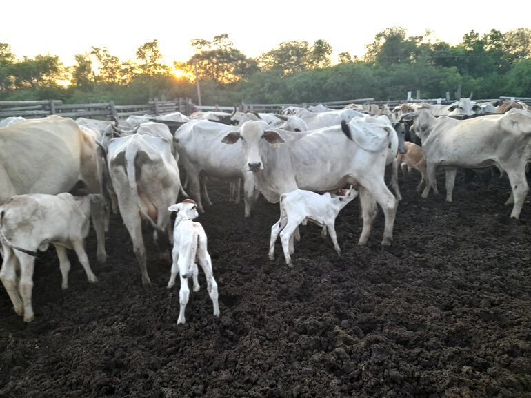 La ganadería en el Alto Paraguay