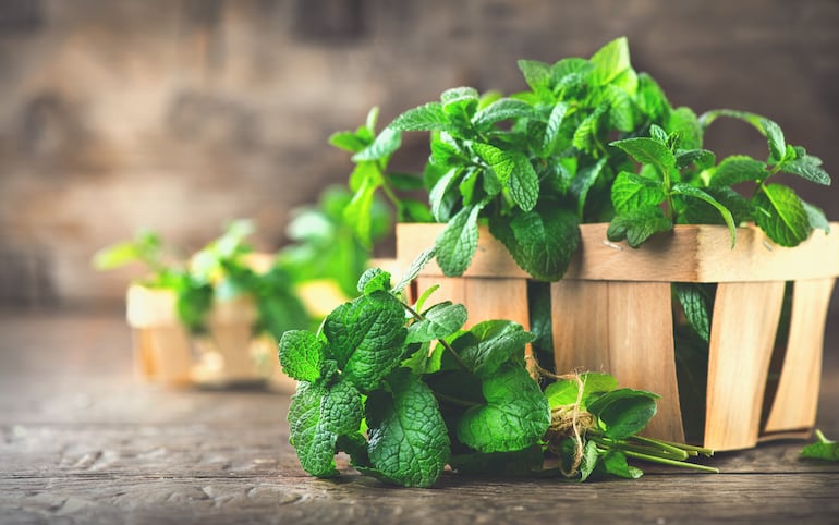 La menta fue la primera planta medicinal que empezó a utilizarse como afrodisíaco por su eficacia como estimulante suave del sistema nervioso.