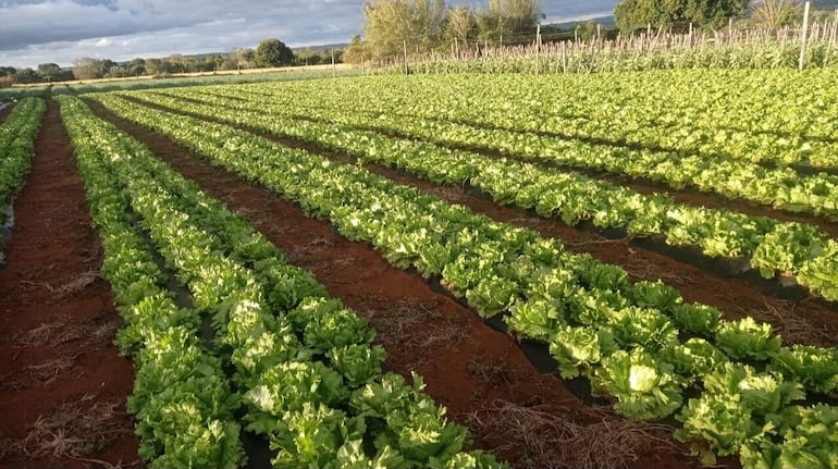 La producción de lechuga y repollo salvan a los agricultores de Nueva Italia. Llevan a los supermercados de la zona.