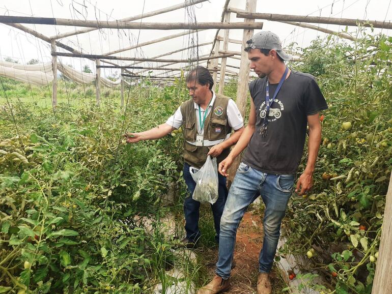 Fiscalización del Senave de la produccióni nacional de tomate, que no se condice con los productos que llegan a los mercados.