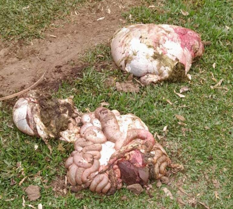 Néstor Figueredo encontró restos de su animal al costado del corral en la mañana de ayer en el barrio San Pedro de Nueva Italia.