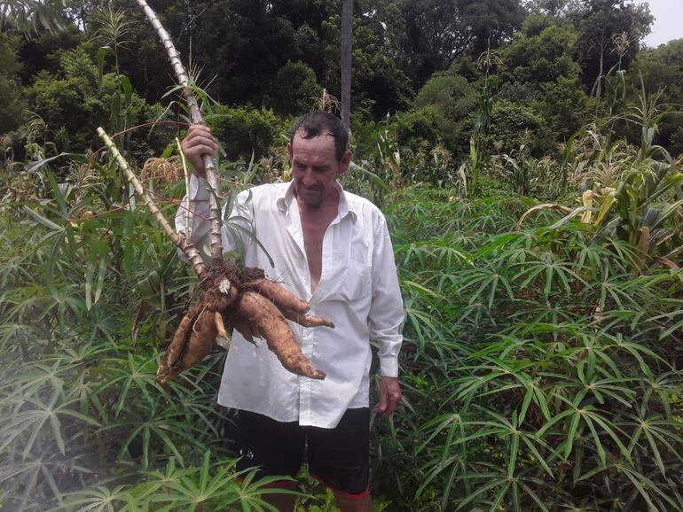 Augusto Gavilán, mostrando su producción de mandioca sin poder comercializar.