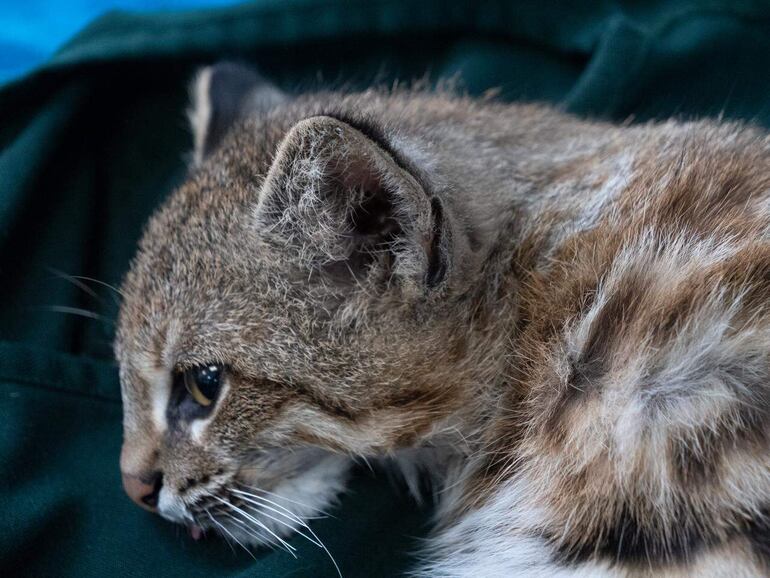 Fotografía cedida por el Servicio Nacional Forestal y de Fauna Silvestre (Serfor) de un gato del pajonal o del desierto (Leopardus garleppi) que fue rescatado en un edificio del distrito residencial de San Isidro, en Lima (Perú). El gato deambulaba por la zona, donde presuntamente había sido retenido fuera de su hábitat natural, según informó la entidad pública. El gato de pajonal es un felino pequeño que vive a lo largo de la Cordillera de los Andes y en la vertiente del Pacífico, en una variedad de hábitats que incluyen ceja de selva, páramo, pajonal de puna, humedales altoandinos, bosques secos, colinas costeras y algunos humedales costeros, explicó el Serfor.