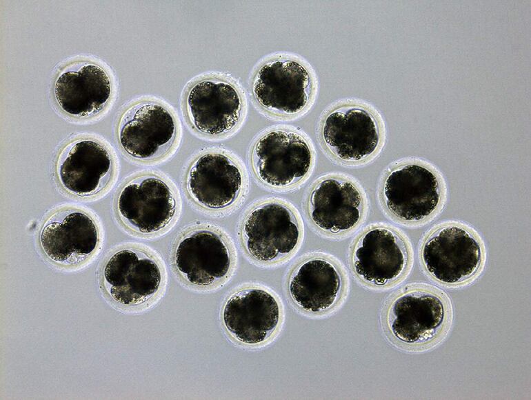 Proceso de clonación de un cerdo modificado genéticamente para reducir el riesgo de rechazo por parte de un receptor humano en un xenotrasplante. 