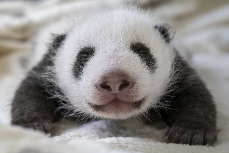 El debut de dos crías de panda gigantes conmociona a visitantes del zoológico de Berlín