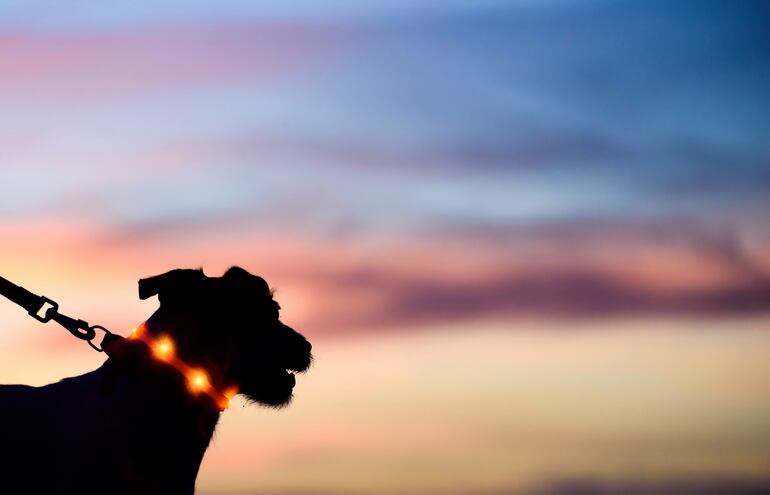 Un collar luminoso es un buen implemento si salís a pasear con tu perro al atardecer o de noche.