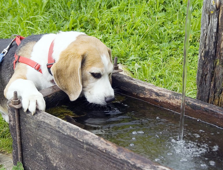 Es importante llevarles una botellita con agua fresca para mojarlos y darles de beber cuando notamos que en el paseo   están cansados.