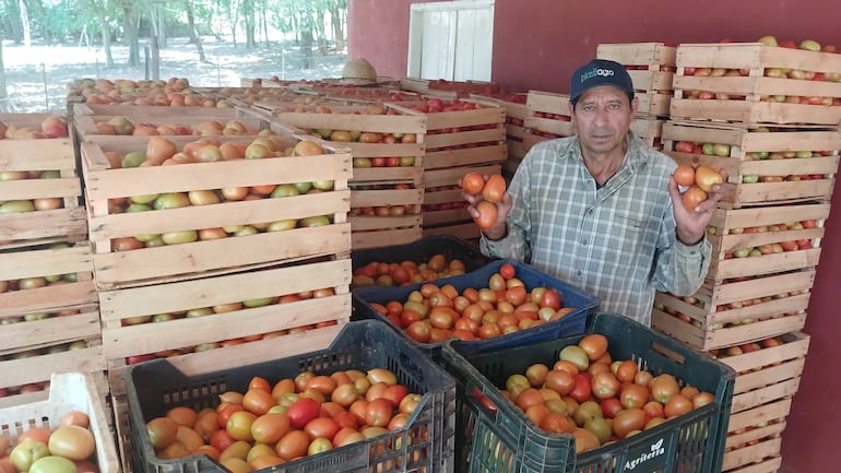 El productor Herminio Escobar, mostrando sus tomates que vende a muy bajo precio.