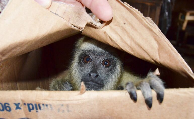 Mono incautado del comercio ilegal de animales silvestres en mercados.